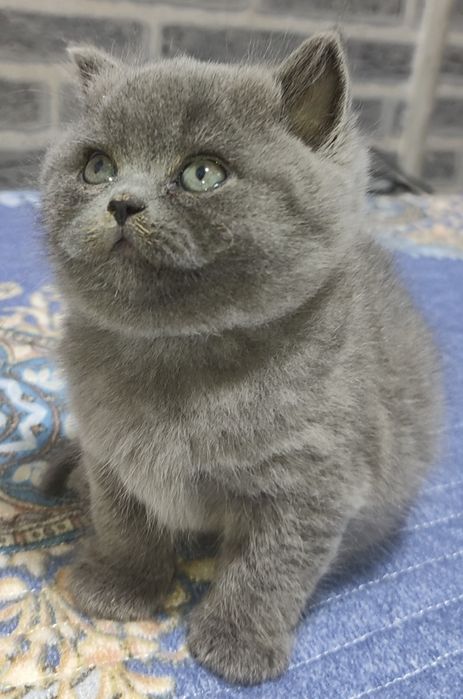 Продаются котята