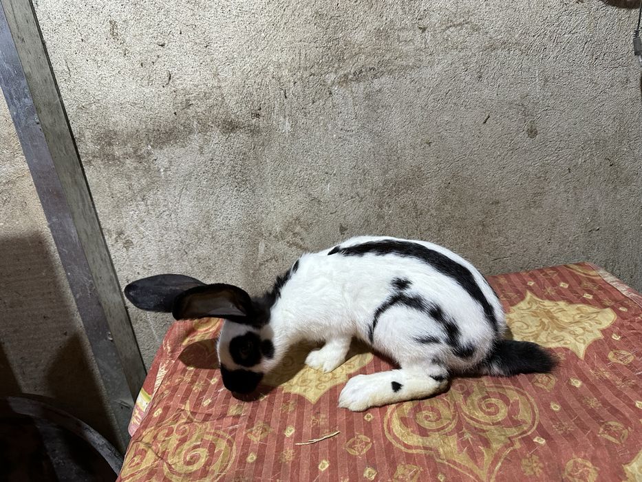 Iepuri fluture german