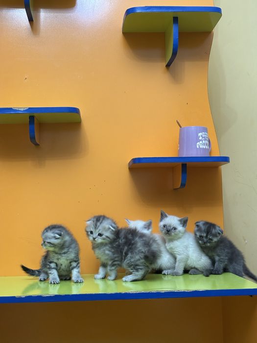 Шотландские котята