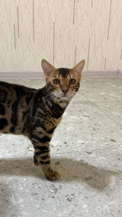 Бенгальский котик