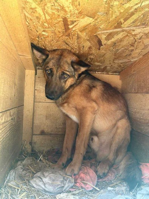 Adopta un caine - un sufletel are nevoie de stapan!