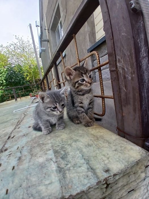 Котейки два месеца