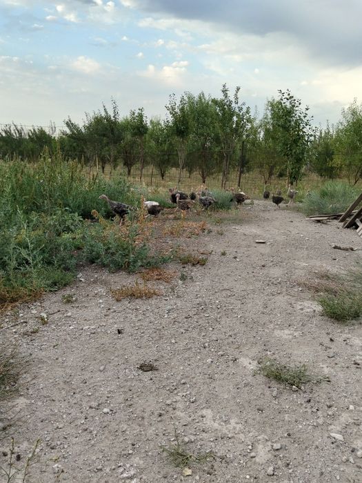 2 айлық индюшаталар сатылады