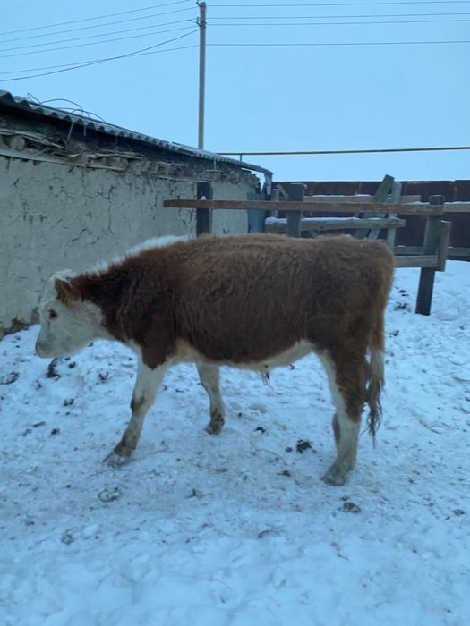 Продам , годовалый бычок.