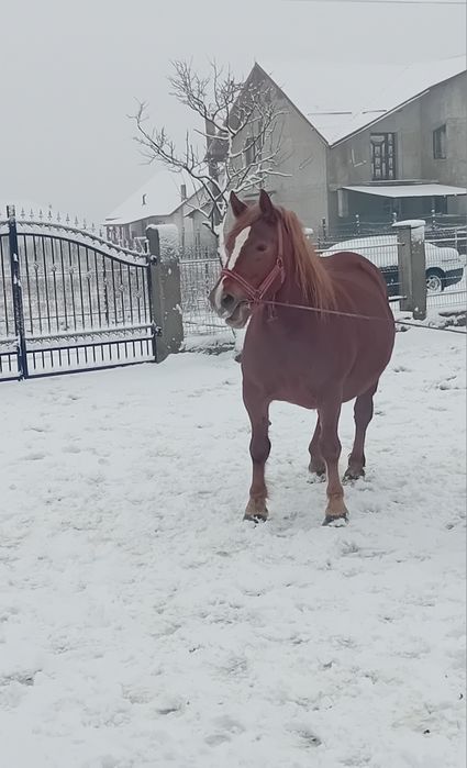 Iapa cu manza de vânzare