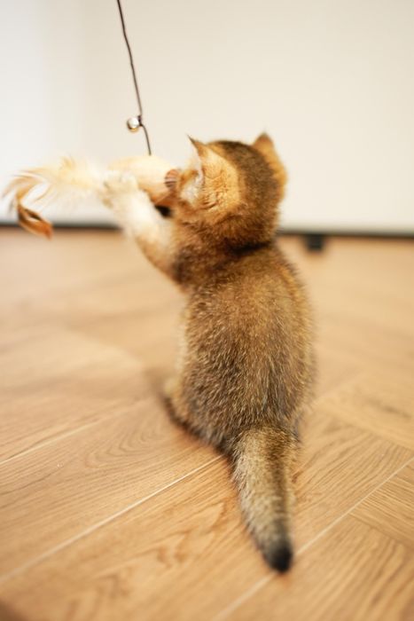 Шиншиллы Алматы котята