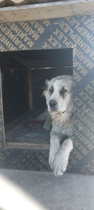 Супер Щенки САО!