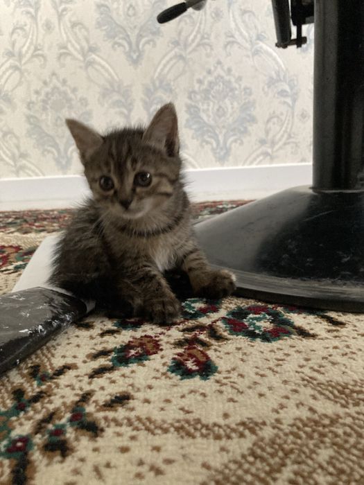 Отдам кошку в хорошие руки.