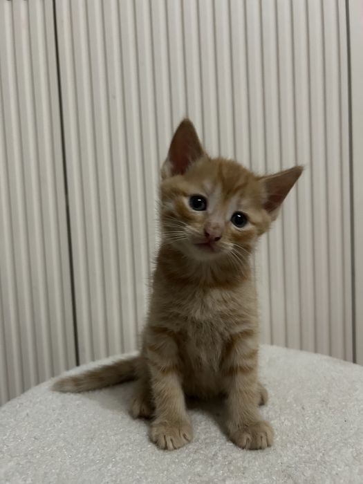 Отдаю котят в добрые руки!