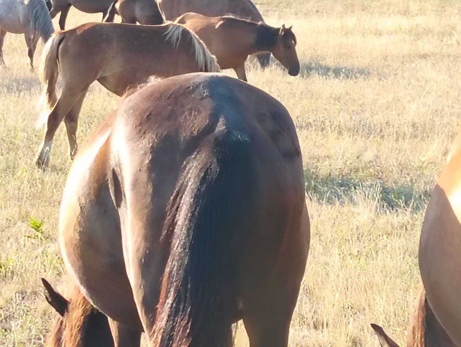 Жылқы (Лошади) -сатылады