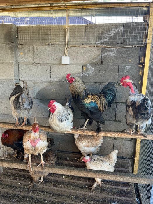 Петухи полубрам