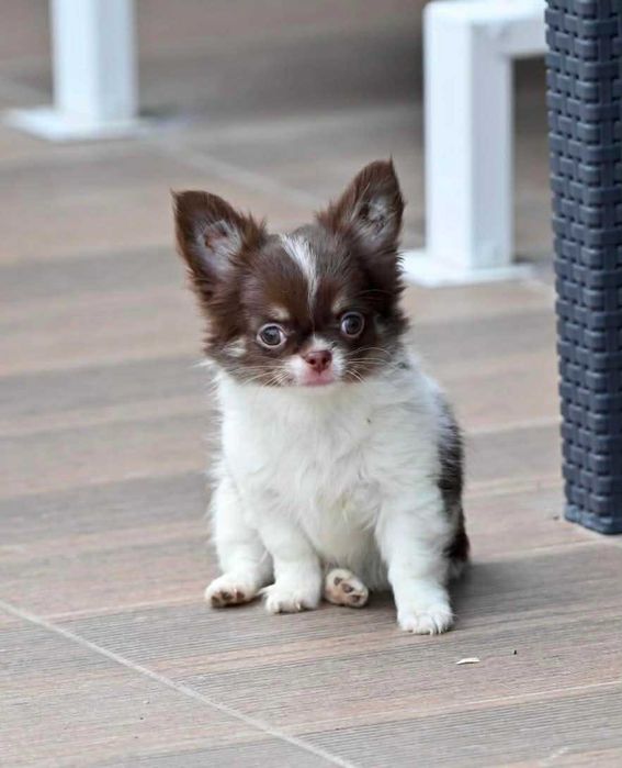 Мъжки дългокосмести мини чихуахуа шоколадови