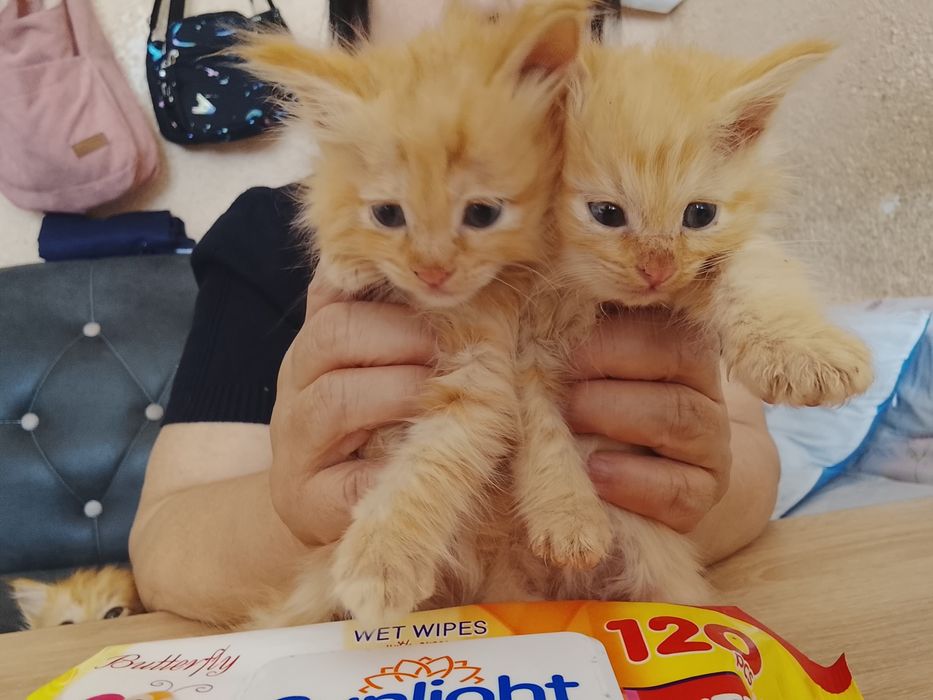 Отдам в добрые руки даром кошек и котят