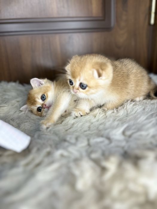 Золотая шиншилла