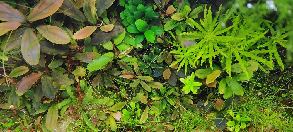 Plante acvariu Bucephalandra pachet 10+ soiuri, Bolbitis