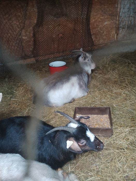 Capre tinere de vânzare