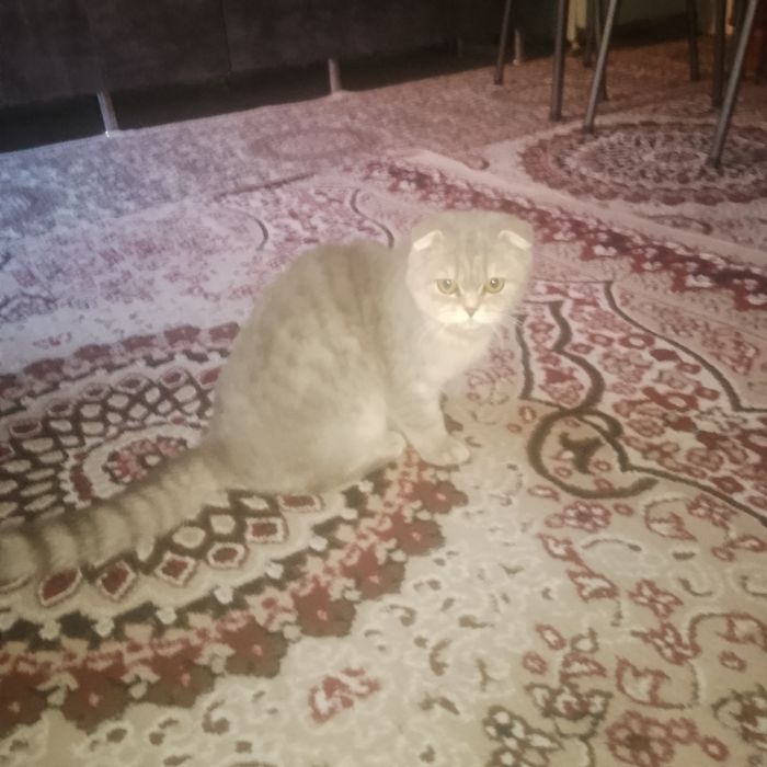 Sotiladi 1 yoshdan oshgan 500min