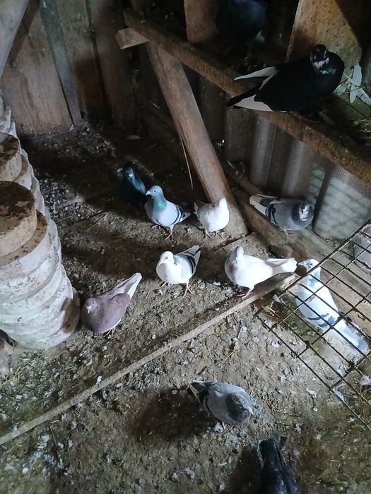 De vânzare tineri și bătrâni ,în comuna Nicolae Bălcescu județul Bacău