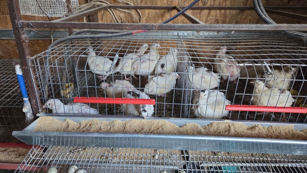 Cusca prepelite pentru 50 buc