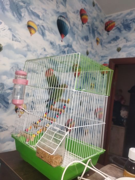 Неразлучники. Пара несут яйца