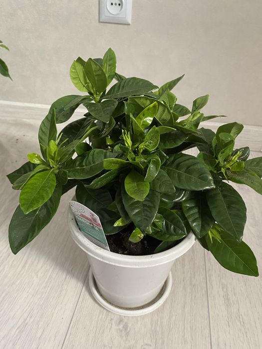 Комнатные цветы