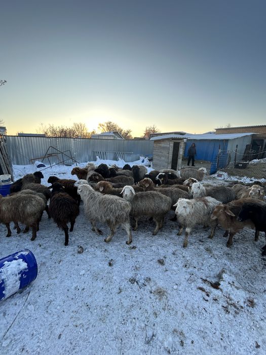 Қой қозысымен және қой,тоқты,қозы.