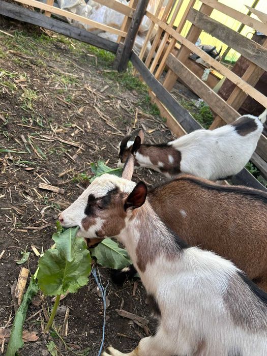 Țapi de curte castrați  25-30kg ,  preț 13 lei kg in viu