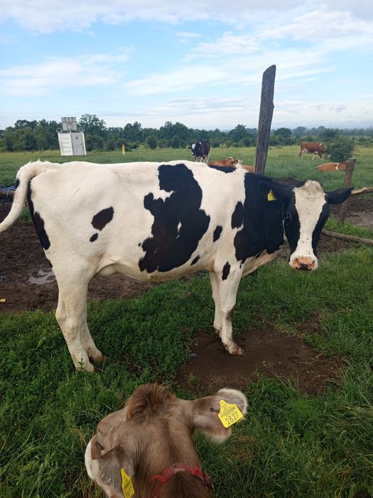 Vaci Holstein de vânzare