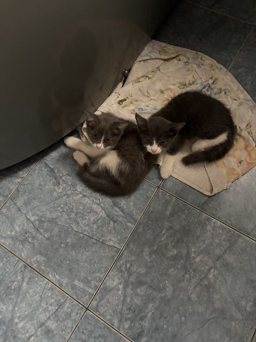 Котята два месяца , простой пароды , домашнии, чистые, игривые!