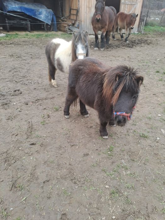 Ponei,poneite de vanzare