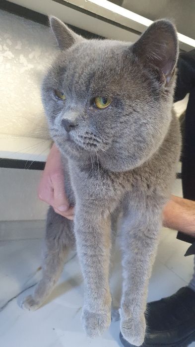 British Shorthair zotidagi mushuk.
