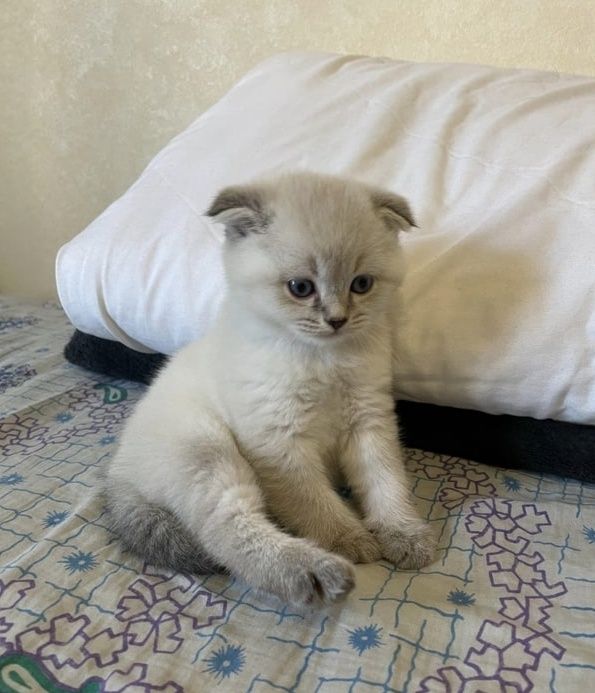 Вислоухие Шотландские Фолды