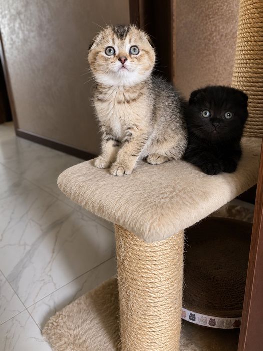 Шотландски клепоухи котета