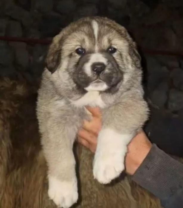 Mascul de caucazian cu pedigree tip A
