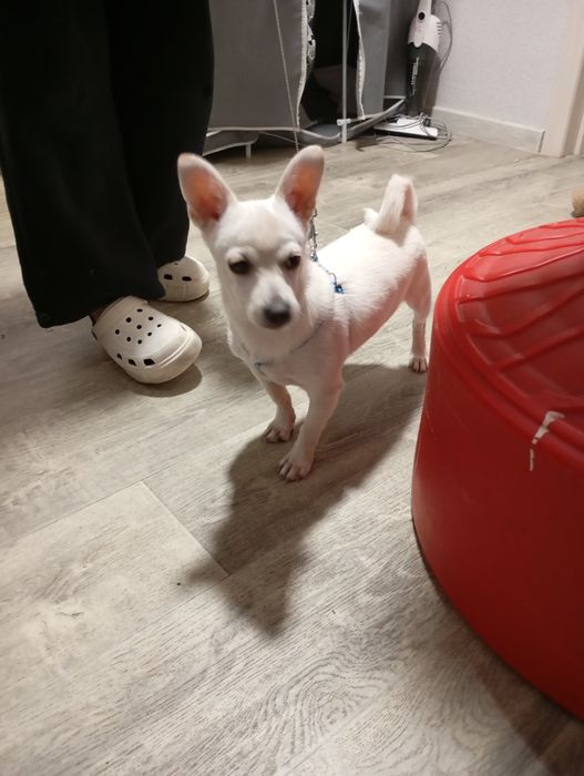 Продам щенка породы чихуахуа (кабель)