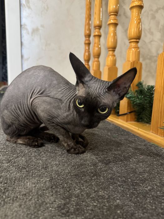 Канадский сфикс велюровый