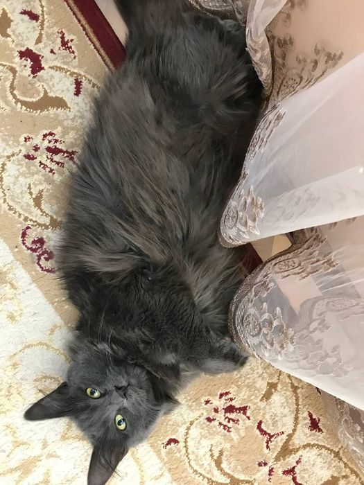 Отдам кота в хорошие руки