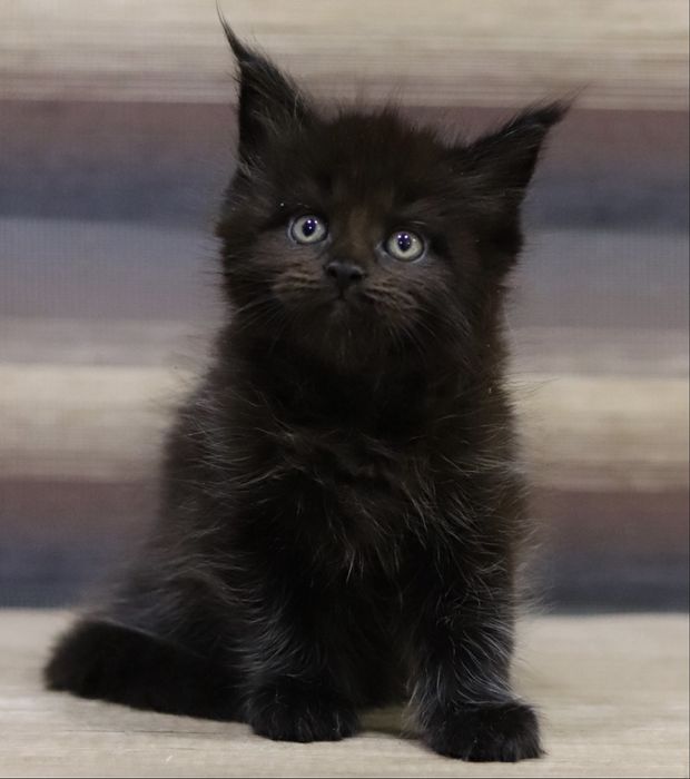 Мейн куны мальчики и девочки