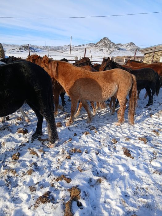 Жылкы сатыладыыы