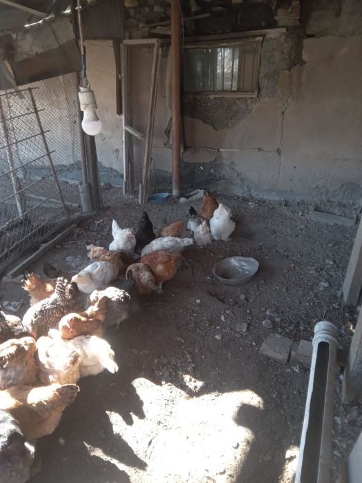 Продам куриц, петухов