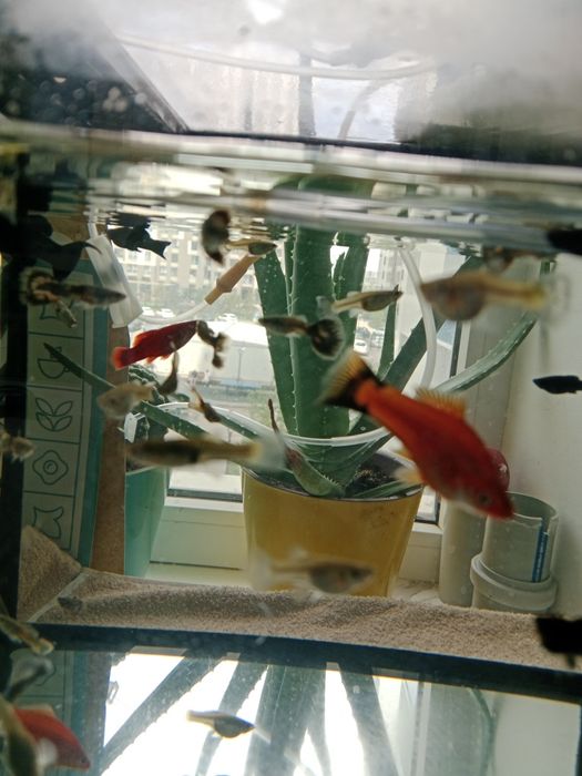 Рыбка Аквариум продаётся