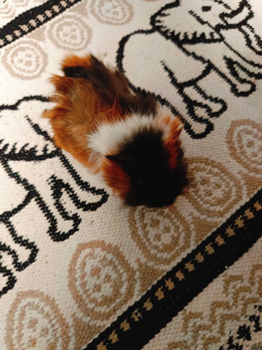 Морски свинчета,  1 месец.