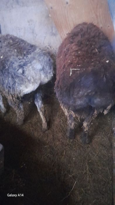 Продам Кочкаров Породистые