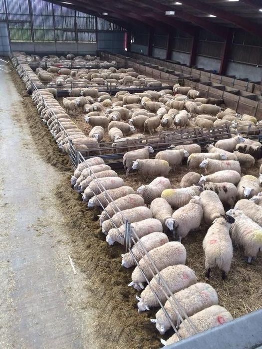 Барашки | токтушки отборные продам