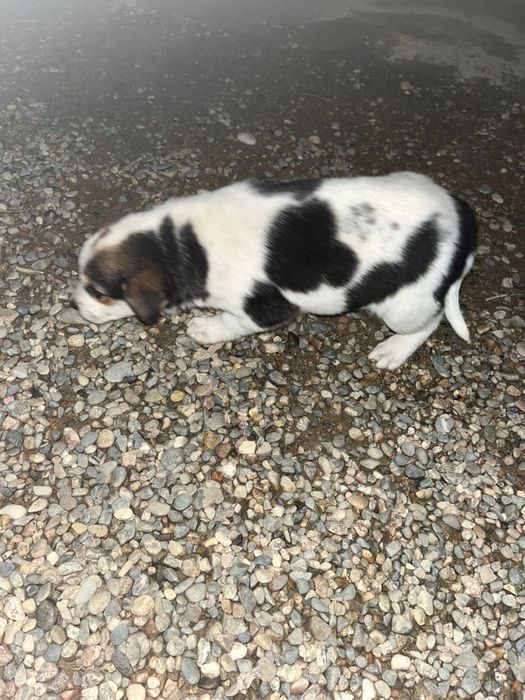 Красивые щенки, отдам даром.