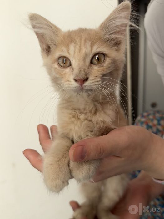 красивый котенок