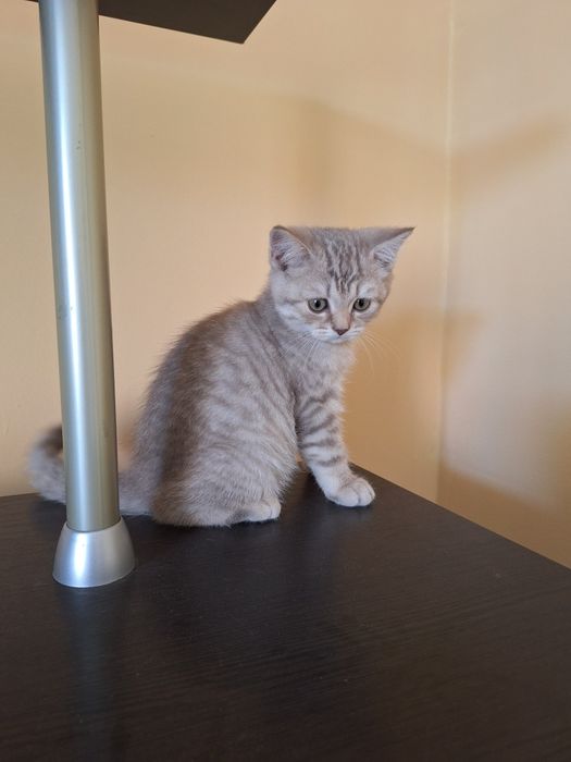 Котята шотландские