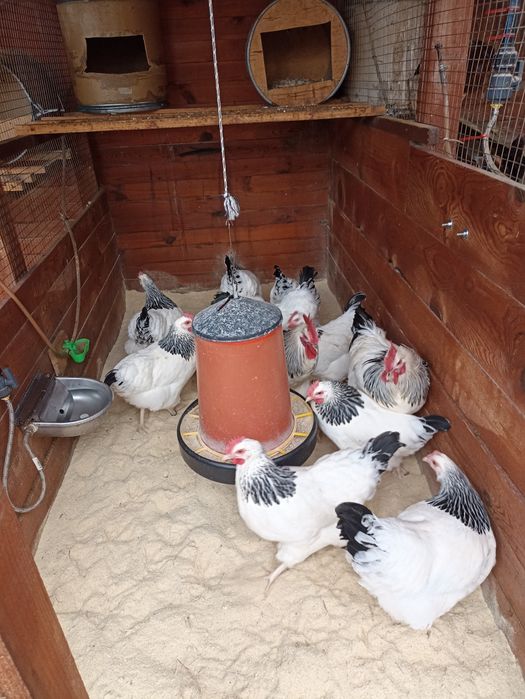 Разплодни/оплодени яйца