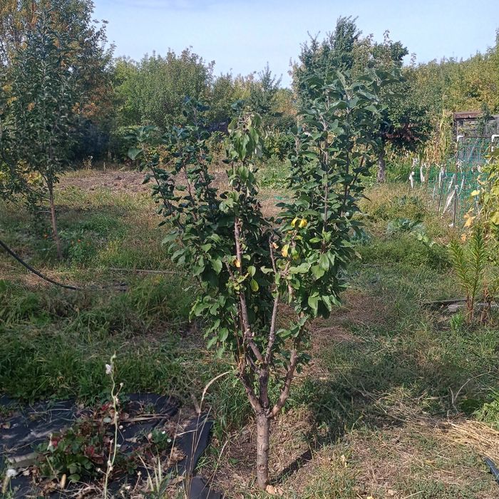 Продам дачу 19 маршрут