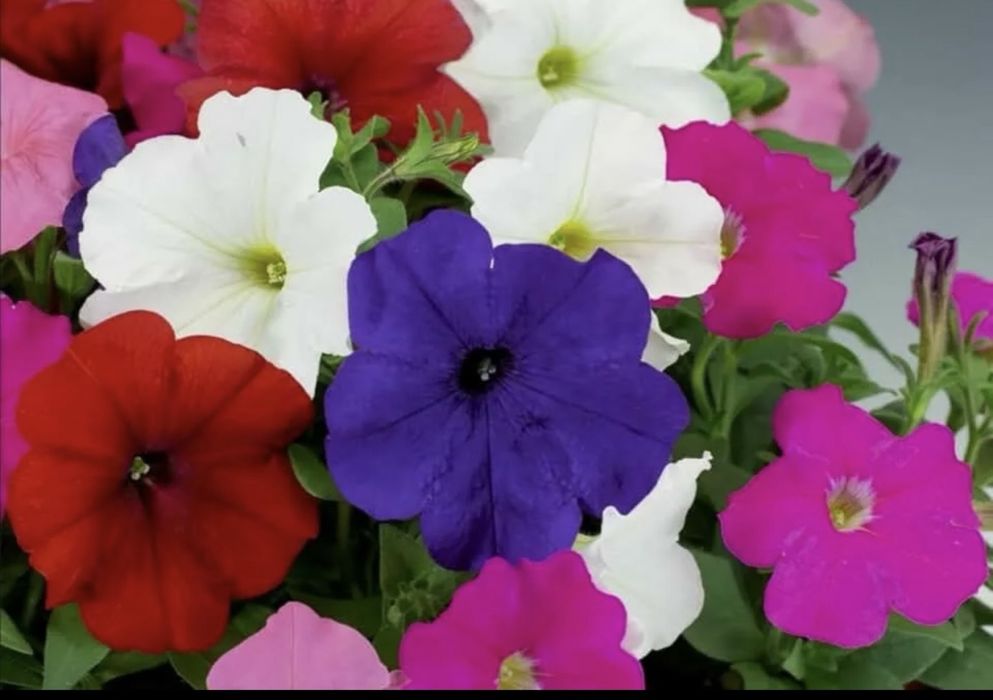 Цветы в ассортименте питуния